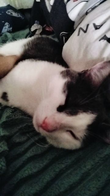 маленькая милое видео как мой котик спит смотреть онлайн