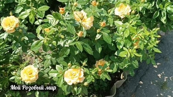 О розе Изи Гоуинг (Easy Going).