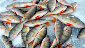 Самый крупный окунь в мире