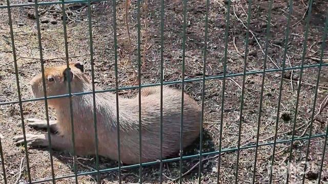 Тигрята, девочки , покажитесь 😄#zoo#озеро#настроениеве? смотреть онлайн