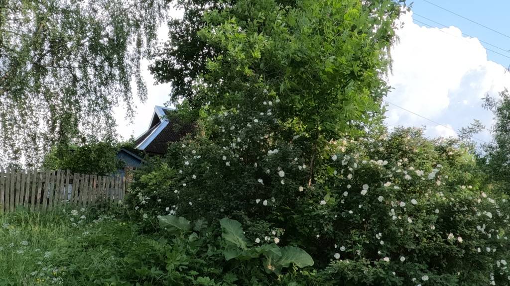 Цвета цветов для некоторых Светов (((: