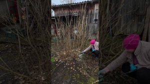 Омолаживающая ОБРЕЗКА СИРЕНИ весной • СОВЕТЫ ПО ОБРАБОТКЕ сирени • Март - апрель   #shorts