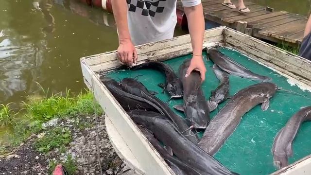 07.06.25 г. РК Волна смотреть онлайн