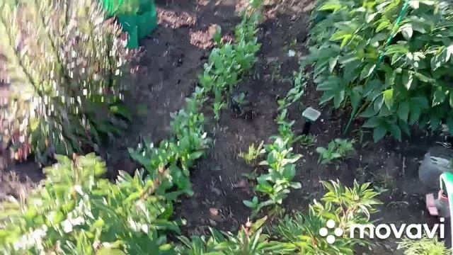 раннее утро на даче в саду/дача/сад/цветы/лето смотреть онлайн