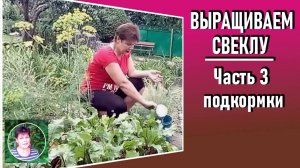 Выращивание свеклы Часть 3 Чем подкормить свеклу для хорошего урожая