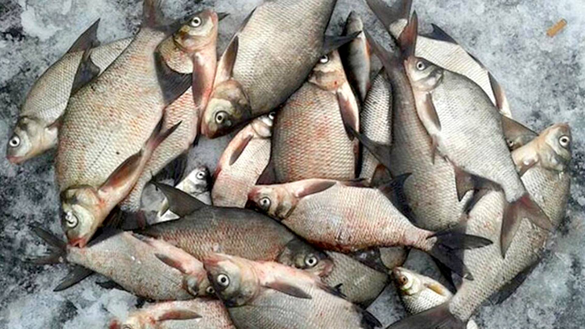 Коромысло - уловистая оснастка для зимней рыбалки. смотреть онлайн