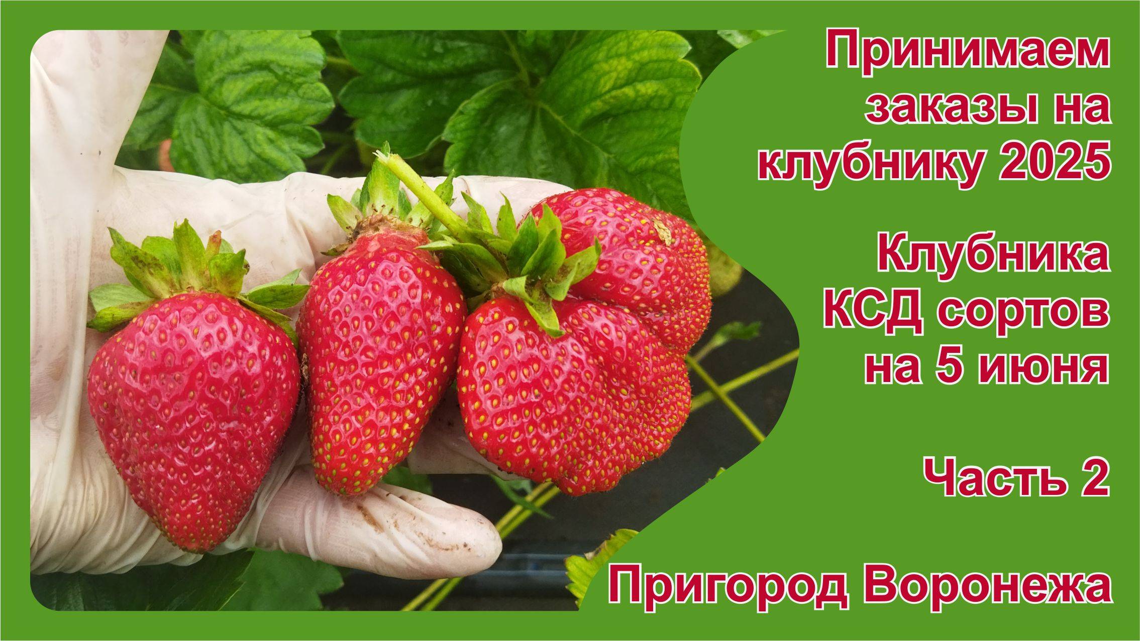 Принимаем заказы на клубнику. Часть 2. Клубника КСД сортов на 5 июня 2025.