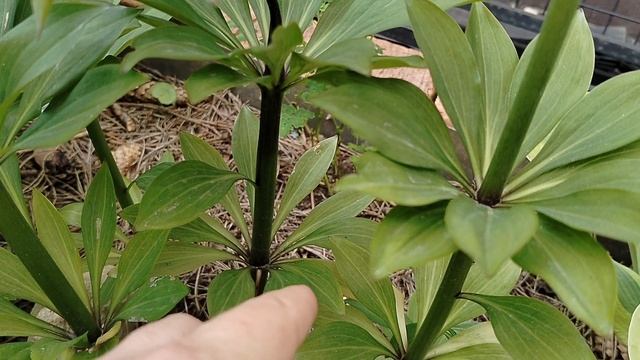 Что с мартагоном? Подгнила луковица? смотреть онлайн