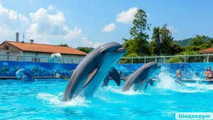 Куда сходить в Небуге. Дельфинарий. Лучшие моменты. Август 2023