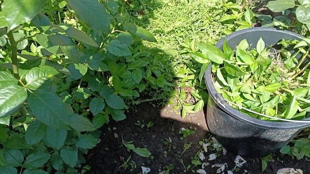 Динская.07.06.2025. Мастерим летний душ. Выхожу замуж...? смотреть онлайн