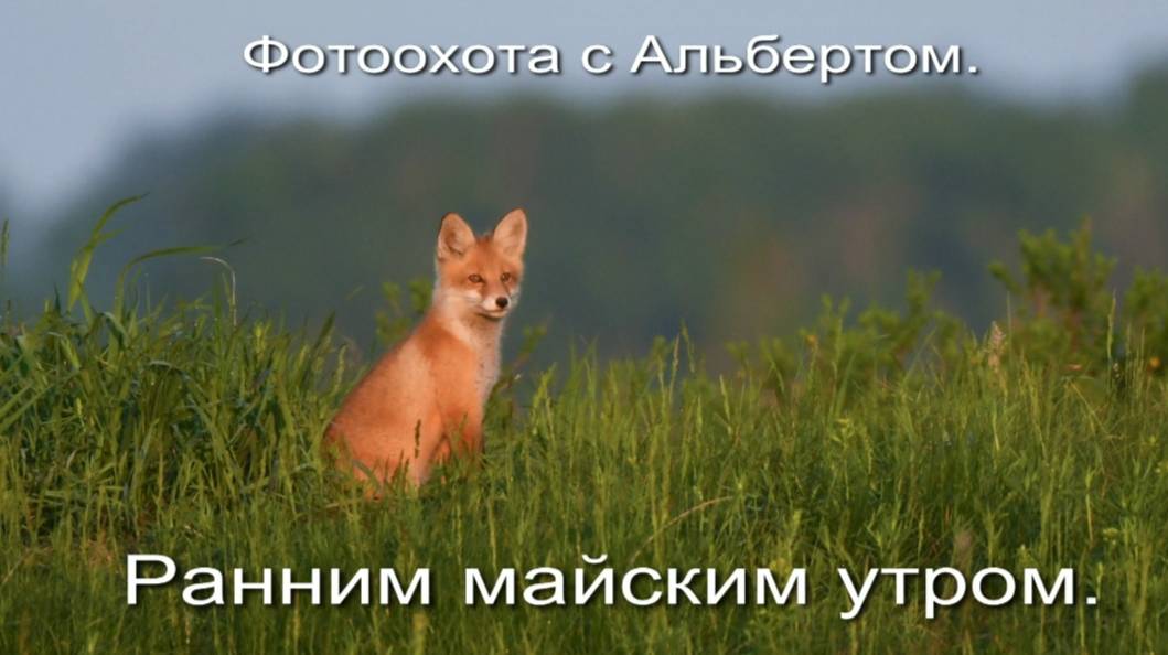 Фотоохота с Альбертом. Ранним майским утром.