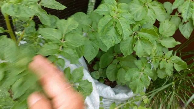 Прошли дожди в моей Деревне,стало легче,подвязала помидоры ,СЪЕЗДИЛА в соседнюю деревню в магазин смотреть онлайн