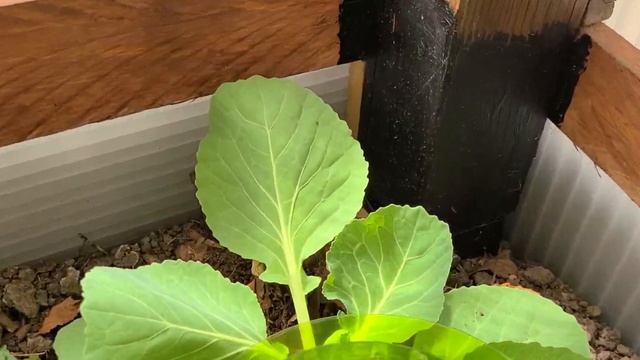 Эффективные приспособления от вредителей.