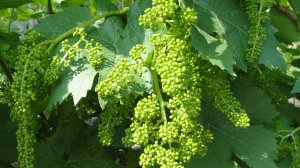 Виноград. Сорт Алешенькин