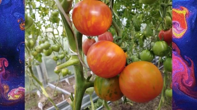 ТОМАТЫ. Каталог томатов - НОВИНОК сезона 2024 г. Часть 1.  ?