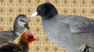 Лысухины 1 сезон 6 серия