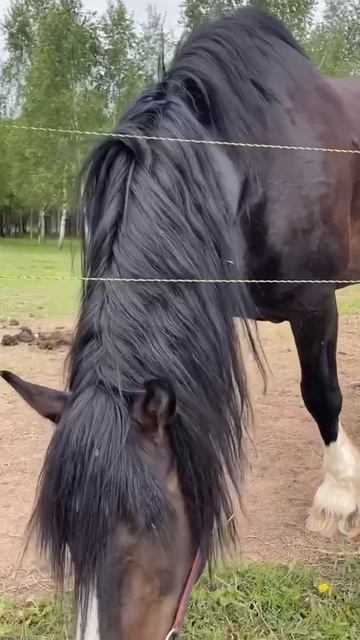 Мир лошадей для детей героев смотреть онлайн