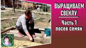 Выращивание свеклы Часть 1  Когда сеять свеклу и как это сделать правильно