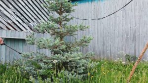 Обработка ёлок и терна ,убираюсь в огороде ,прогулки с питомцами .