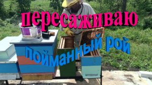 Пересаживаю пойманный рой