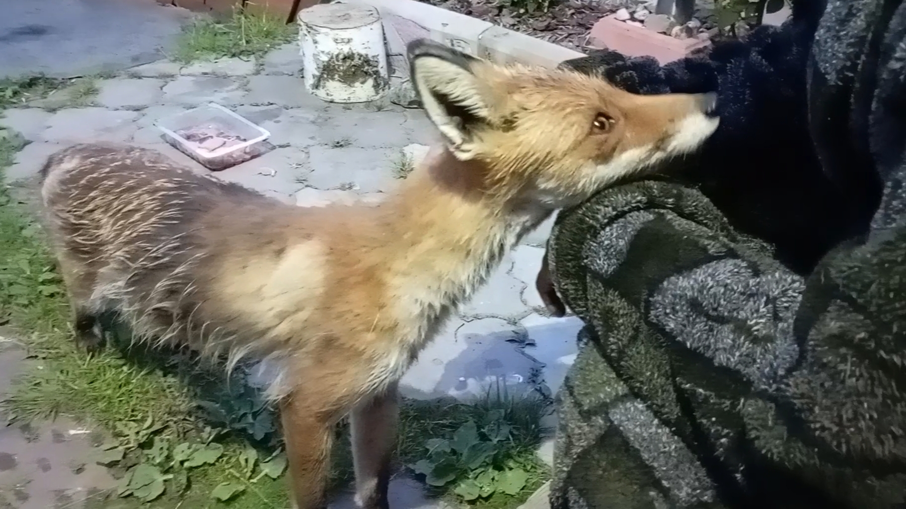 (1036) Лиса приходит в гости. Июнь 2025 смотреть онлайн