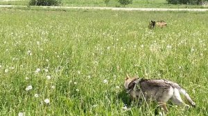 С утречка молочка🥛Белки, еноты☀️Прогулка с козами🐐Новые питомцы 💥Нарезка голосовых связок у собак