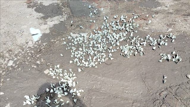 VID202506061214026.06.2025 смотреть онлайн