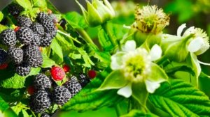 Необычная черная малина Кумберленд и необычный способ ее подвязки