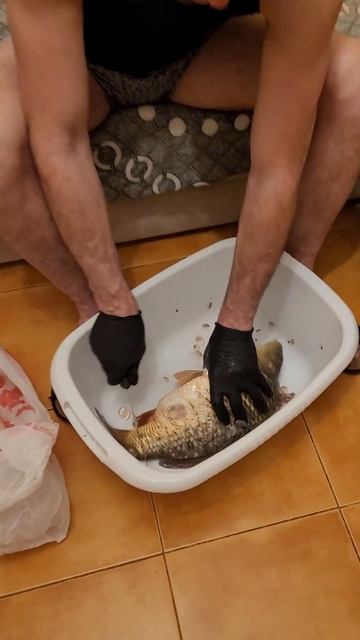 Тимурчик в трусилях чистит улов#рыбалка #рыбак смотреть онлайн