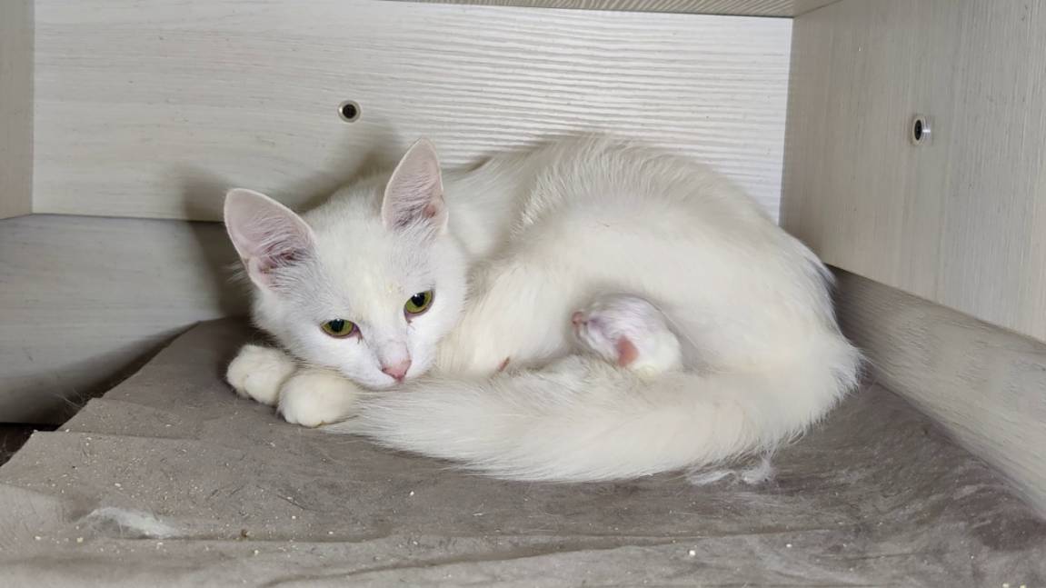 Мама-кошка и ее крошечный новорожденный котенок. Санитарный час. День четвертый. смотреть онлайн