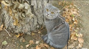 Первая прогулка во дворе дома в ошейнике - шлейке.