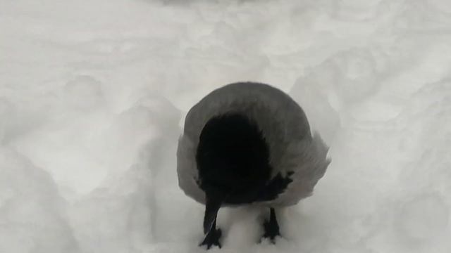 Босс в штанишках и с мясом в сугробах #вороны \\ Boss crow in f смотреть онлайн