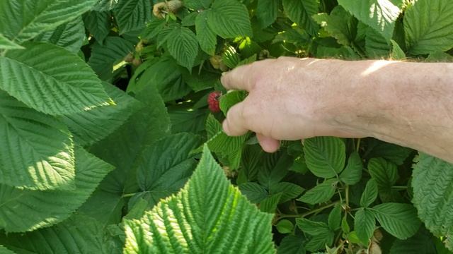 Первые ягоды малины на моём участке.Энросадира и Вайолет. смотреть онлайн