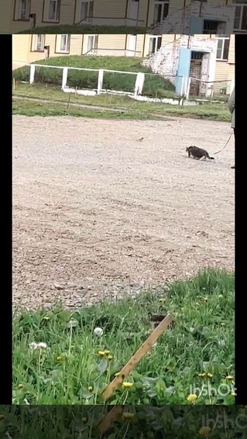 Реакция кота на птицу😊🐱❤ смотреть онлайн