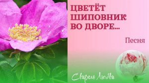Песня о любви  "Цветёт шиповник во дворе..."