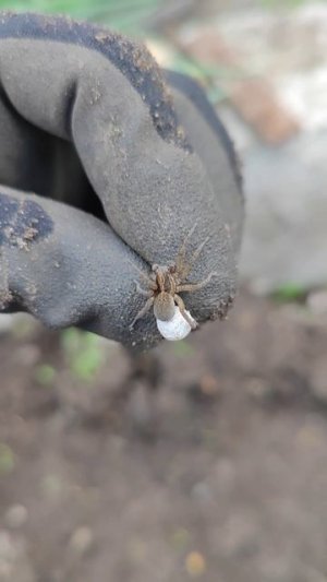 Успеть все высадить к Троице! (Зачем пауки пенопласт воруют?)