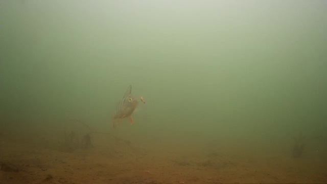 Рыбалка под водой. смотреть онлайн