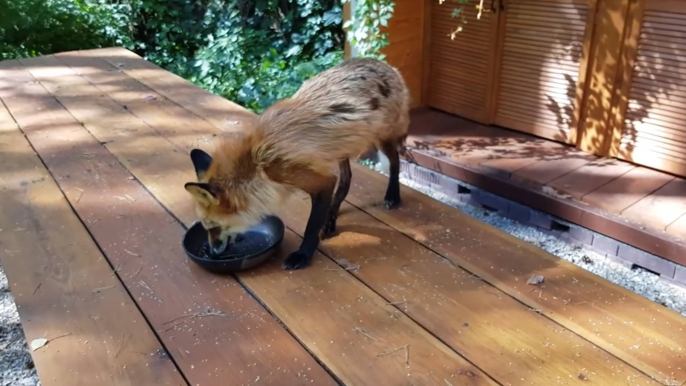 Лиса-Алиса. Лиса проверяет карманы и стол на наличие вкусностей смотреть онлайн