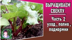 Выращивание свеклы Часть 2  Уход за свеклой в открытом грунте  Как поливать