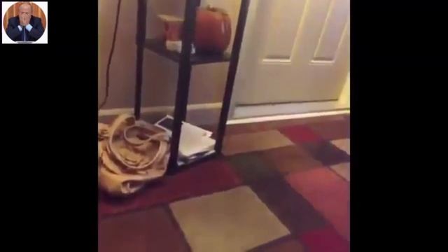 У кота просто батут в стене ;