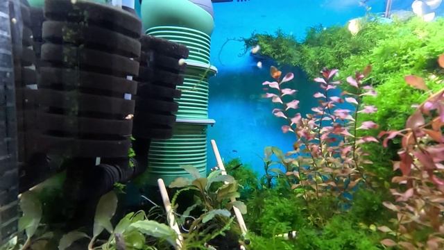 Креветки кристалл не хотят есть шпинат! Мох содержание в аквариуме смотреть онлайн