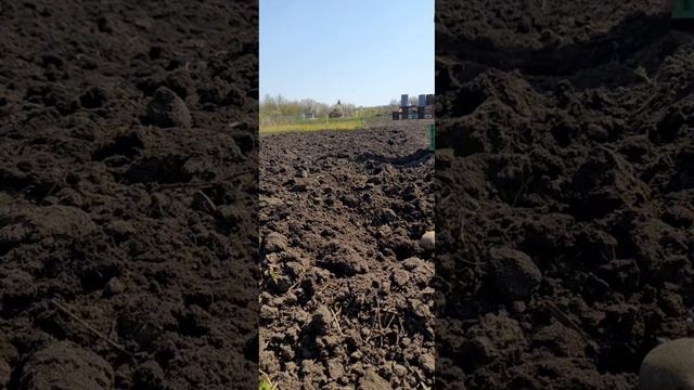 Пора сажать картошку. #видеодневникяны