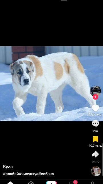 Screen_Recording_20250607-092737_TikTok.mp4 смотреть онлайн