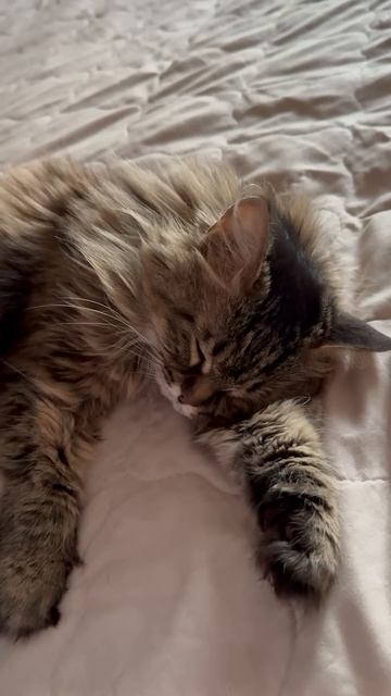 #мамаотличника #мамаисыночки смотреть онлайн