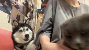 Собака ревнует хозяйку к коту. Ревность или ненависть?