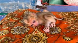 Сколько событий в первый день жизни маленькой обезьянки 1000011455.mp4