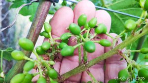 Уход за виноградом после цветения