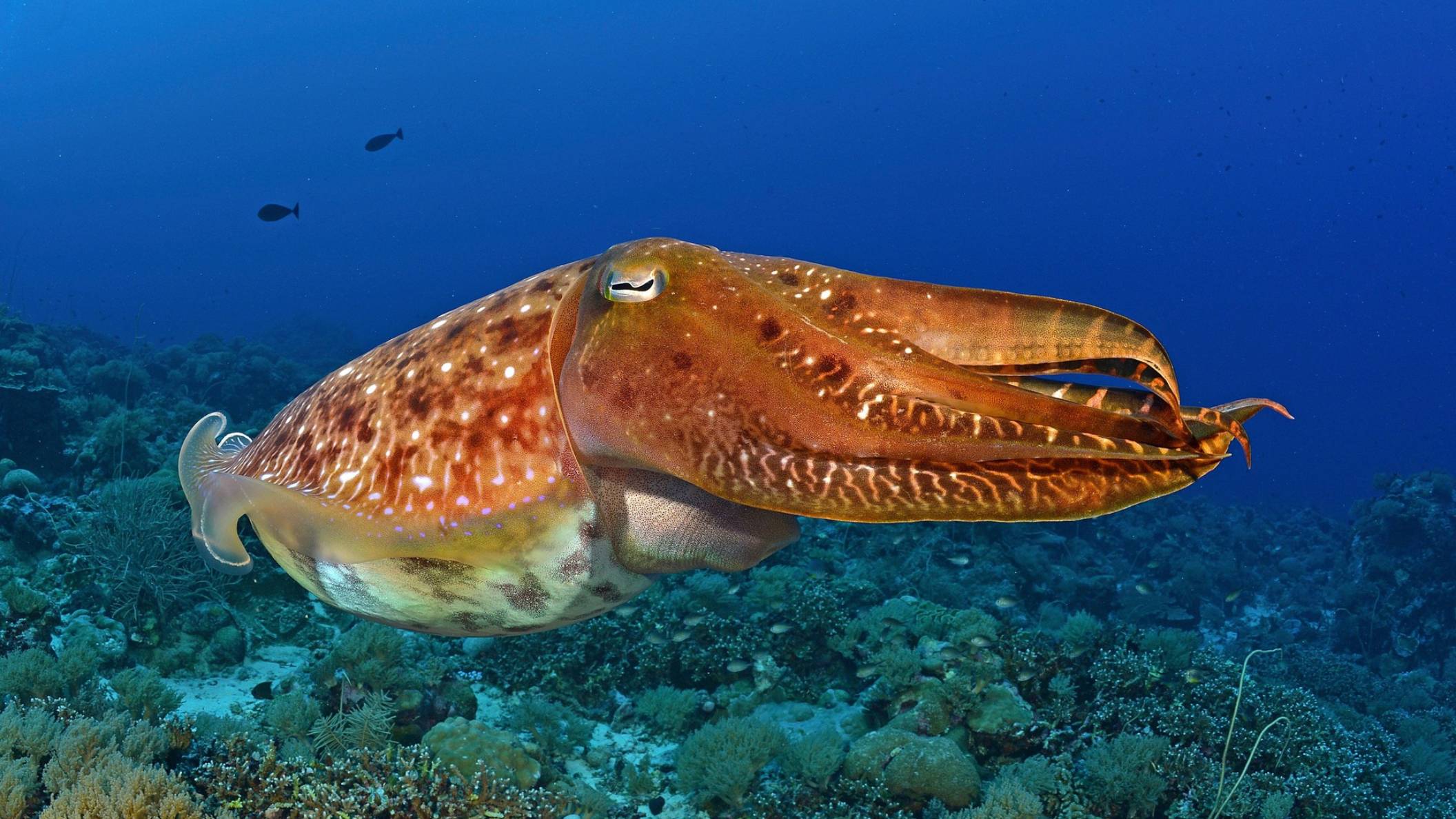 Каракатица, Египет 2025 , Шарм-эль-Шейх / Обиттатели Красного Моря смотреть онлайн