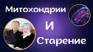 Митохондрии и старение
