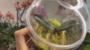 ФЛАСЯТАМ орхидеи 7 дней после рассадки!